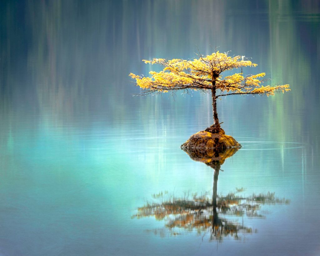 bonsai cresciuto in mezzo a un lago