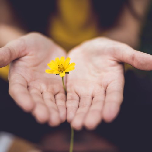 due mani giunte offrono un fiore giallo