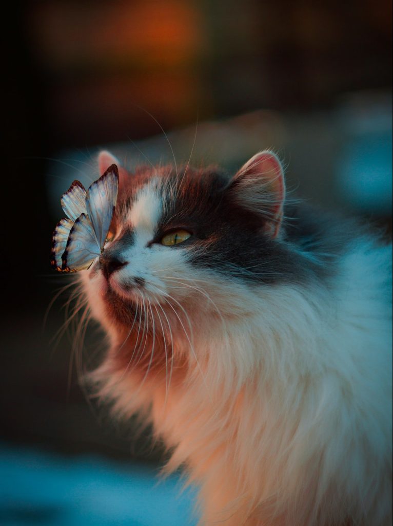 gatto con farfalla sul naso in un momento di presenza