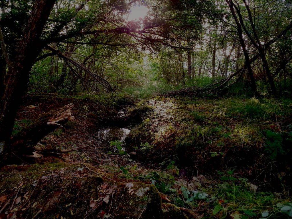 BOSCO DELLE COSTELLAZIONI FAMILIARI
