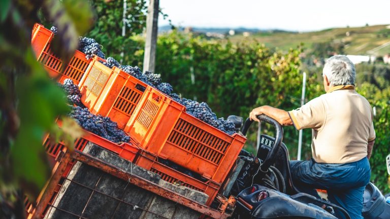 uomo lavora a una vigna: le costellazioni aziendali riguardano ogni tipo di lavoro