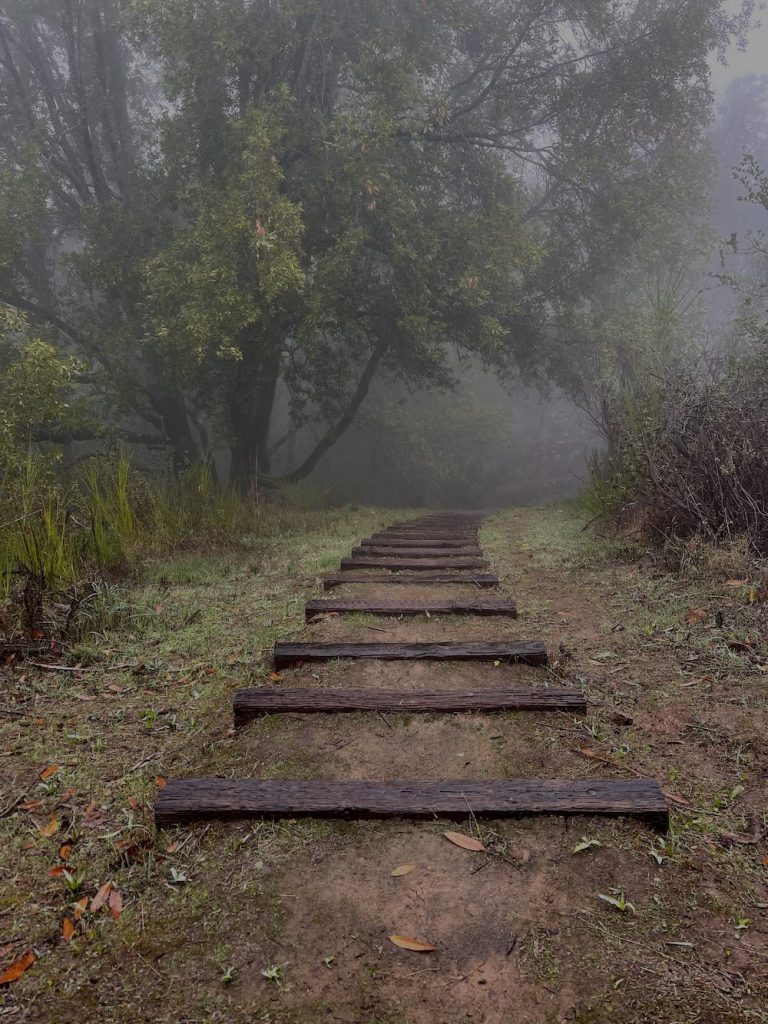 sentiero in un bosco a scalette: rappresenta il percorso dello psicomago