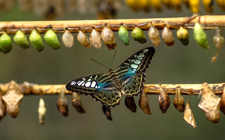 una farfalla appoggiata a un ramo dove vi sono crisalidi prima della metamorfosi in farfalla