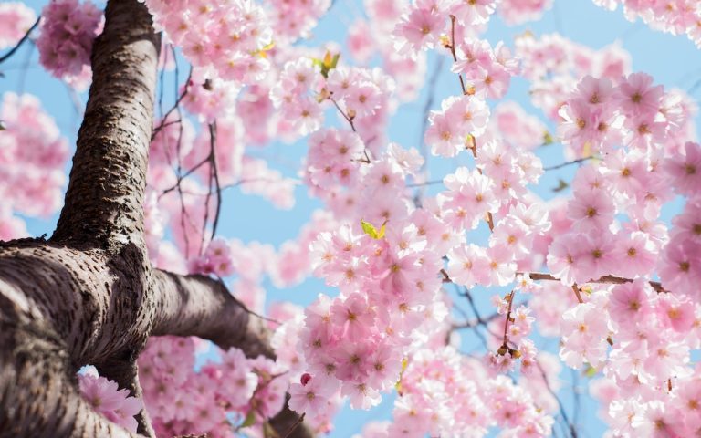 Fioritura di un albero di mandorle: il tema della giornata di costellazioni familiari a Trento sarà improntato sulla primavera