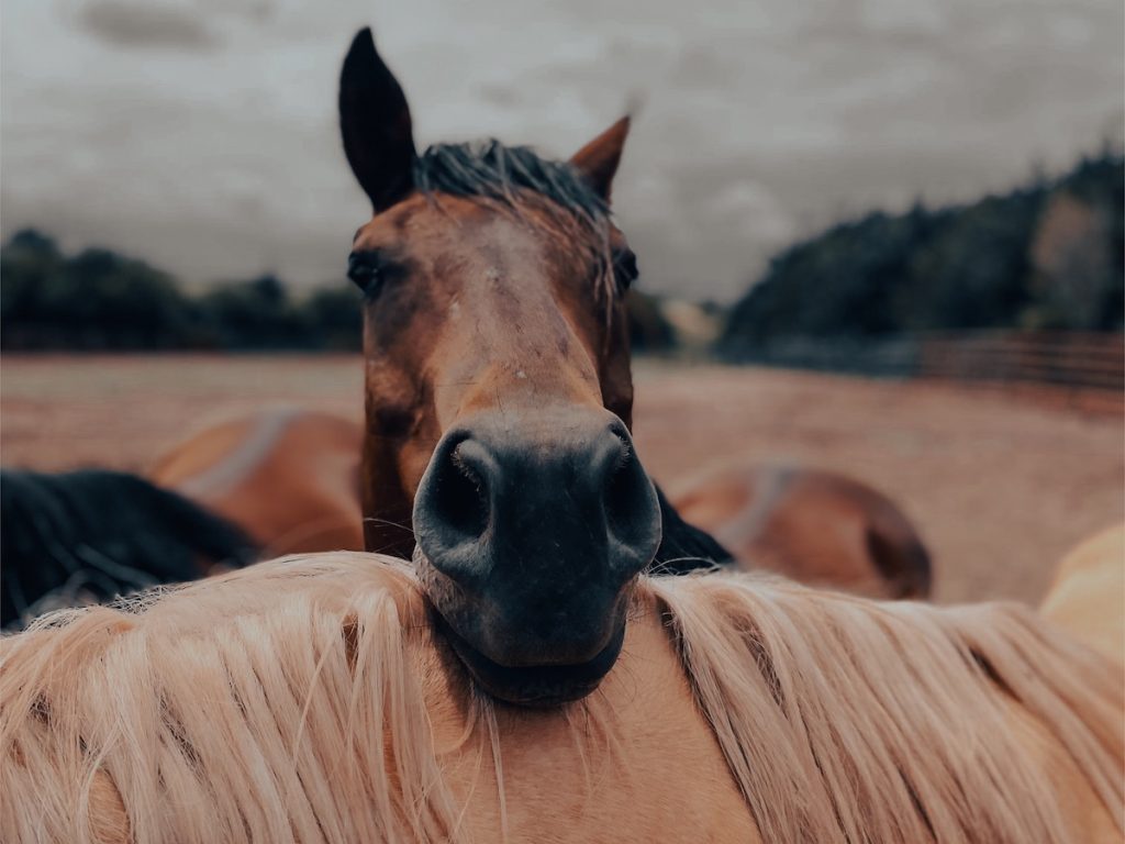 Cavallo appoggia la testa sul dorso di un altro cavallo. I cavalli nelle costellazioni familiari sono ottimi rappresentanti