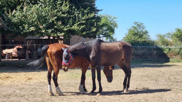 due cavalli vicini uno all'altro in un recinto. Le costellazioni familiari con cavalli e asini sono rappresentazioni con gli animali come protagonisti