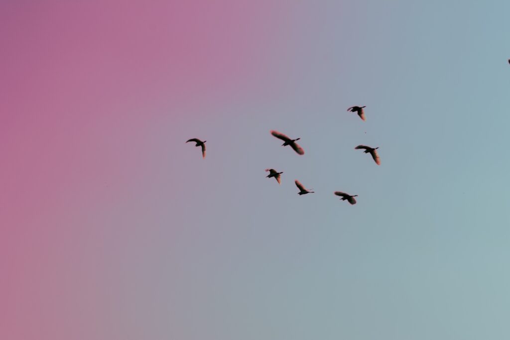 piccolo stormo di uccelli volano nel cielo