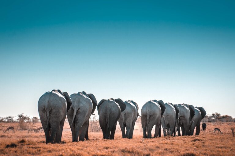 elefanti camminano in fila: il campo morfogenetico è un campo di forza invisibile che crea ordine nei sistemi che presiede