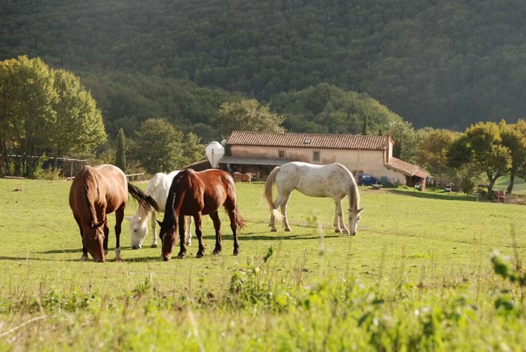 Quattro cavalli al pascolo: in una costellazione uno di loro ha rappresentato un fratello abortito