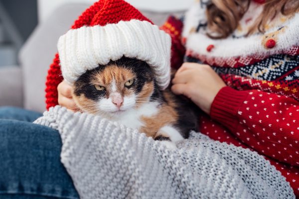 Sullen, grumpy multicolored Cat in Santa Hat lying on the plaid and the female owner knees. Christmas and winter holidays home time. Xmas animals. Selective focus