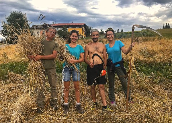 quattro persone in posa con falcetti per raccogliere la segale manualmente: con questa segale ho fatto un pane speciale