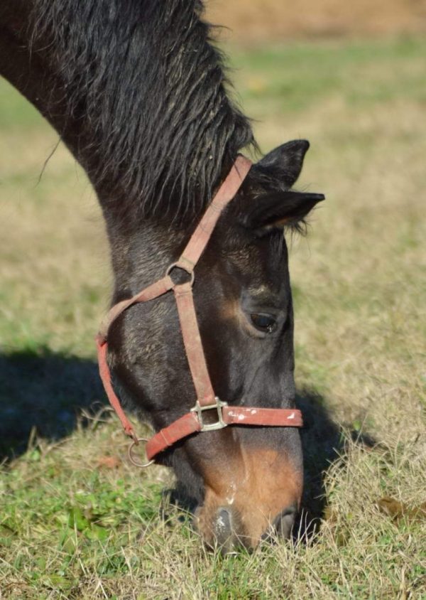 primo piano su cavallo scuro che bruca erba. Le costellazioni familiari con cavalli e asini sono un'incredibile esperienza