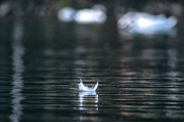 una piuma galleggia sull'acqua: le costellazioni spirituali sono la pura essenza delle costellazioni