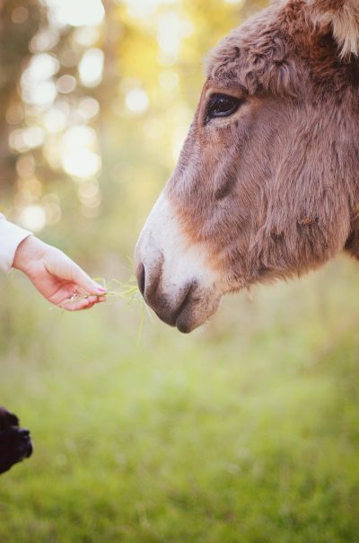 un asino vicino a una mano che gli porge fili d'erba. nelle costellazioni con cavalli e asini è evidente la sensibilità degli equini al campo familiare umano