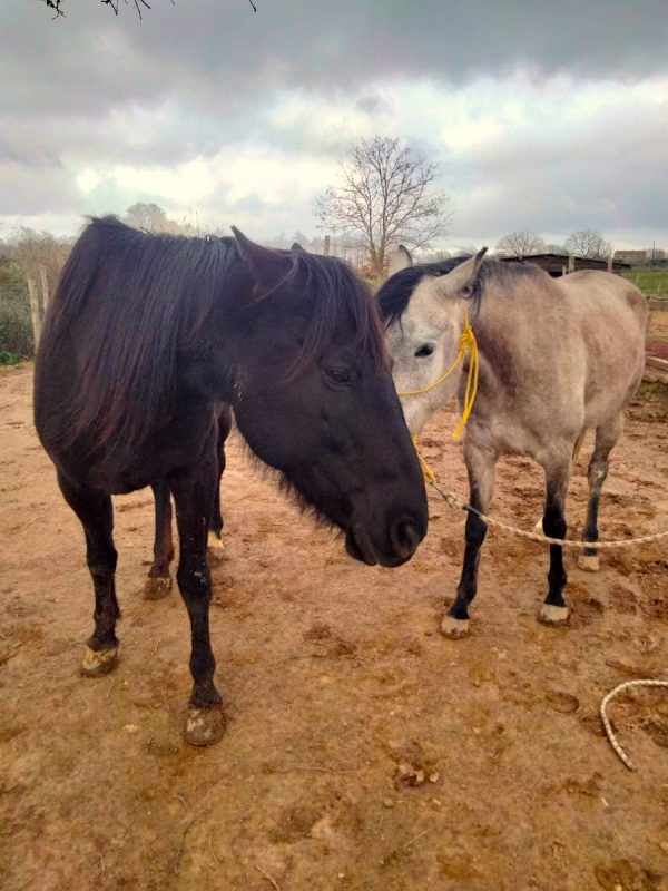cavalli alessandro Un cavallo nero e uno bianco vicini: nelle costellazioni familiari i cavalli sono ottimi rappresentanti
