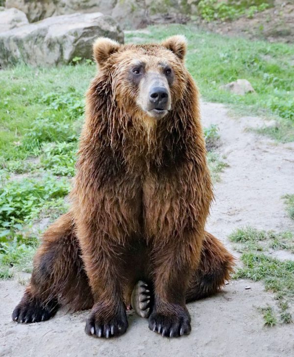 un orso bruno seduto: la crudeltà verso gli orsi