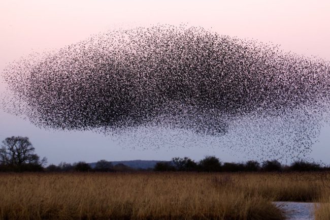 stormo di uccelli nel cielo: il campo morfogenetico guida gli stormi di uccelli migratori