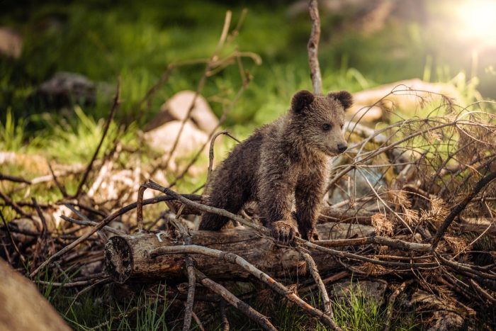 Cucciolo di orso nella foresta