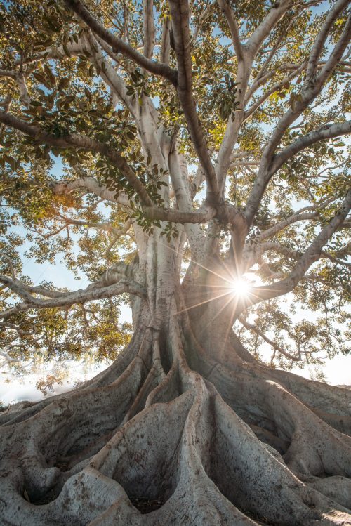 Grande albero con radici scoperte: le radici rappresentano i nostri avi e le eredità che si mostrano nelle costellazioni familiari
