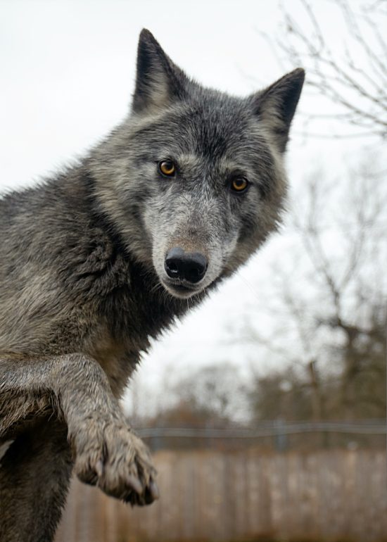 un esemplare di lupo grigio: la crudeltà verso gli orsi e verso i grandi predatori da cosa nasce?